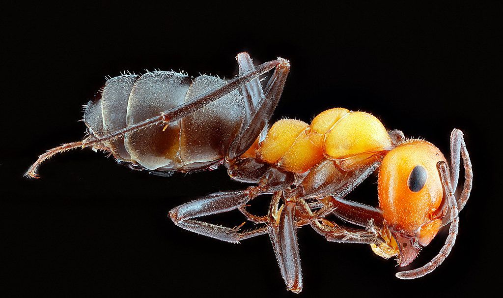 Ant Control service in Skokie, IL