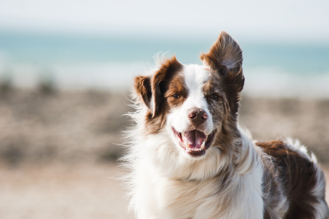 Flea & Tick Control service in Skokie, IL