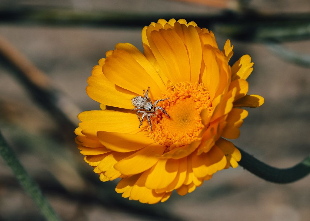 Spider Control service in Skokie, IL